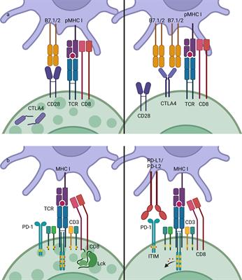 Frontiers | Cutaneous Immune-Related Adverse Events To Immune ...